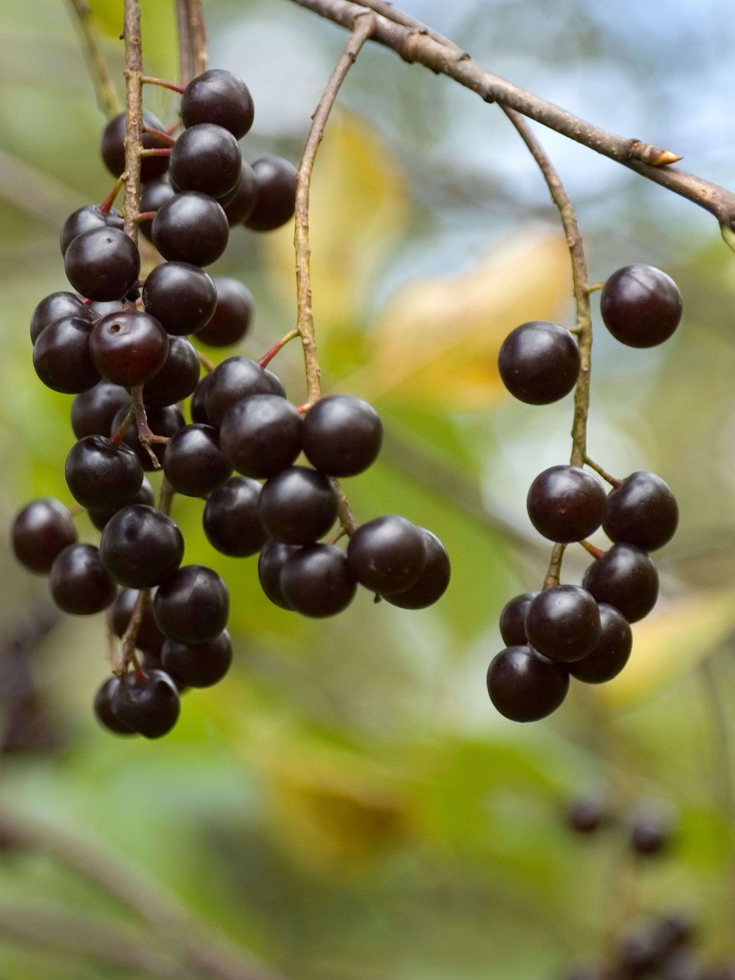 Carmona Chokecherry Cider