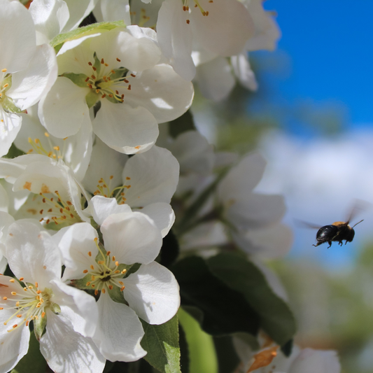 Apple Orchard Ramblings Volume 1