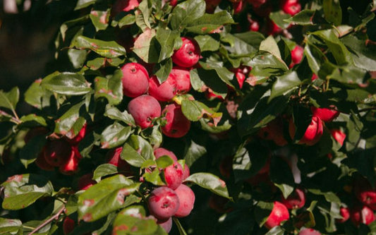 2025 the bloom, the growth and the harvest